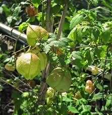 Image result for Cardiospermum corindum