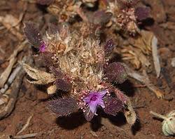 Image result for Trianthema