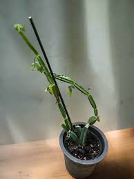 Image result for Cissus glaucophylla