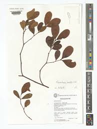 Image result for Mascarenhasia