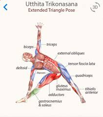 Trikonasana Triangle Pose Yoga Yoga Muscles Yoga Anatomy
