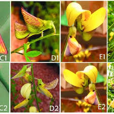 Image result for Crotalaria reptans- intermediates with pisicarpa