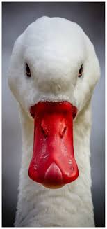 Beetje Verlegen In 2020 Animals Beautiful Pet Birds Animal Faces