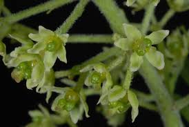 Image result for Zanthoxylum tenuipedicellatum