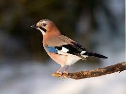 Eichelhaher Einheimische Vogel Heimische Vogel Vogel Im Garten