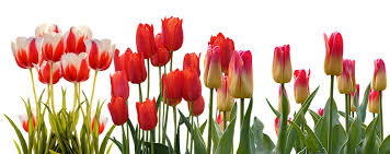 Pada zaman dinasti ottoman tulip. Bunga Tulip Steemit