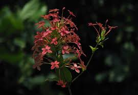 Image result for Ruspolia australis