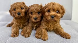 Cavapoo dogs for adoption near raleigh, north carolina, usa, page 1 (10 per page) puppyfinder.com is proud to be a part of the online adoption community. Rosedale Doodles
