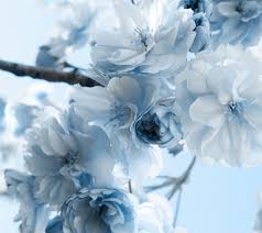 Check spelling or type a new query. Blue Flower Tree Blue Flower Wallpaper White Flower Wallpaper Blue Aesthetic Pastel
