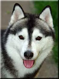 Colors Of Siberian Huskies Pethelpful