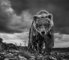 Bear with heart clip art black and white. Log In David Yarrow Wildlife Photography Animal Photography