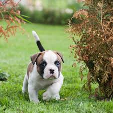 The nation top breeder of the old farm bulldog. American Bulldog Puppies For Sale