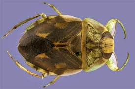 Image result for Canthium bugoyense