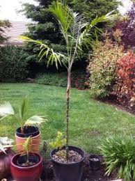 Image result for Chamaedorea radicalis