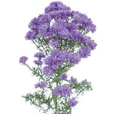 Image result for Aster