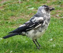 Black And White Speckled Bird With Red Head 7 Progressive Greying Jackdaw Progressive Graying Breaker In 2020 Birds Black Bird Jackdaw