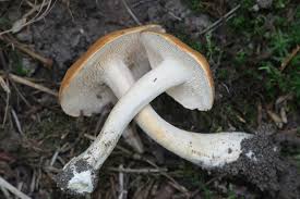 Image result for Dentinum repandum