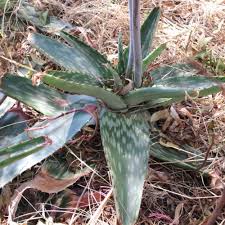 Image result for Aloe zebrina