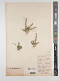 Image result for Elytrophorus spicatus