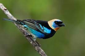 panama birds panosundaki pin