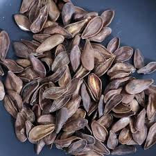 プラントブラザーズ