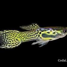 Image result for Chlorophytum macrosporum