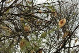 Image result for Pentarrhinum