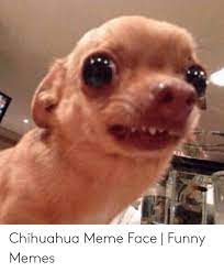 Share the best gifs now >>>. Chihuahua Meme Face Funny Memes Chihuahua Meme On Me Me
