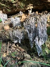 Image result for Clavulina cinerea