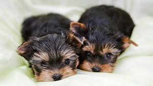 The tricks and signals that puppies already know also determine how much they should cost. Yorkshire Terrier Price Temperament Life Span