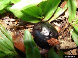 Image result for Syzygium cumini