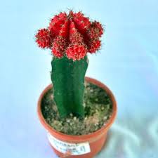 Spread the newspapers out carefully. Pencil Slow Growth Grafted Cactus Plants Rs 250 Piece Plants N You Id 21753134048