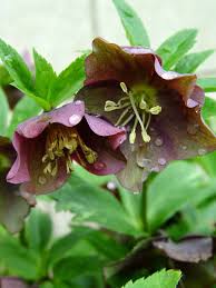 Check spelling or type a new query. First Out Of The Gate 8 Of The Earliest Flowers To Get Your Season Off To A Fast Start Greenview