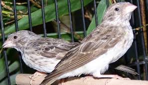 Suara ayam mutiara sangat nyaring, dan di beberapa negara ayam ini dikembangbiakkan untuk diambil daging dan telurnya. Panduan Lengkap Cara Ternak Burung Sanger Bagi Pemula Agar Sukses Faunadanflora Com
