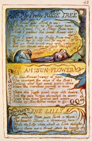 No bloom meaning has stayed as consistent as the meaning of roses. Ah Sun Flower Wikipedia
