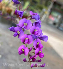 Image result for Hardenbergia