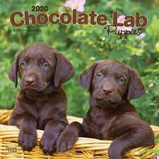 I can't get enough of cute labrador retrievers. Chocolate Labrador Retriever Puppies 2020 12 X 12 Inch Monthly Square Wall Calendar Animals Dog Breeds Retriever Puppies English French And Spanish Edition Browntrout Publishers Inc Browntrout Publishers Editing Team Browntrout Publishers