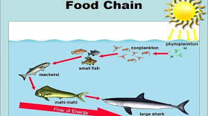 Jadi apa yang bisa kita simpulkan dari penjelasan diatas? 15 Contoh Rantai Makanan Di Laut Gambar Dan Penjelasannya