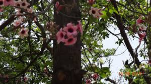Maybe you would like to learn more about one of these? Plants Of Lahore Pakistan Brachychiton Bidvallii Flowering Tree In 2021 Flowering Trees Deciduous Trees Plants