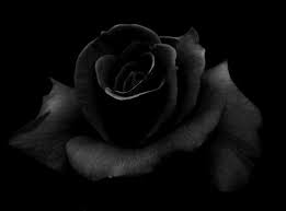 Black Rose Rose Flower Wallpaper Black Rose Flower Black Roses Wallpaper