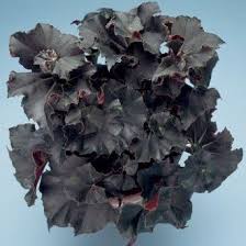 Begonia Midnight Twist Begonia Rhizomatous Hybrid Begonia Perennial Flowering Plants Shade Plants