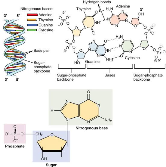 Nucleic Acid Monomer Structure