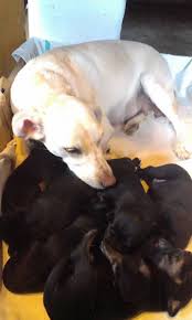 Spletna trgovina za živali buba je namenjena vsem, ki svojim živalim privoščite le najboljše. Podarim Pasji Mladici