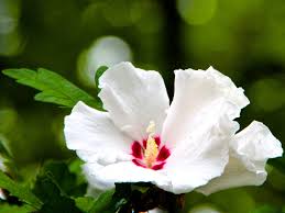 Maybe you would like to learn more about one of these? Rosa De Saron Ou Hibiscus Rosa Sinensis Minhas Plantas