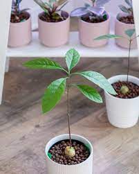 Here i will show you a different way to grow avocado. Growing Avocado Tree In Georgia Propranolols