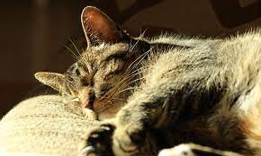 Does Your Dog Or Cat Like To Lounge In The Sun Nutrisource Pet Foods