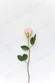 Download Free Simple Single Pink Rose Stock Photo Blog Header Psd Free Psd Mockups 2020 Mockup Free Psd Free Packaging Mockup Free Psd Mockups Templates