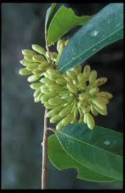 Image result for Huberantha mossambicensis