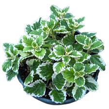 Image result for Plectranthus alboviolaceus