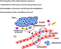While adhering, tight and gap junctions are specialized junctions that provide both structural and functional links between the individual cells of animal tissues. Loss Of Tight Junction Barrier Function And Its Role In Cancer Metastasis Sciencedirect